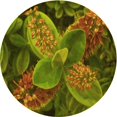 thumbnail image 1 of Ahgly Company Tapis d'Intérieur Lavables en Machine, Ronds, Transitionnels, Vert-Jaune Foncé, Ronds de 8 Pi, 1 of 7