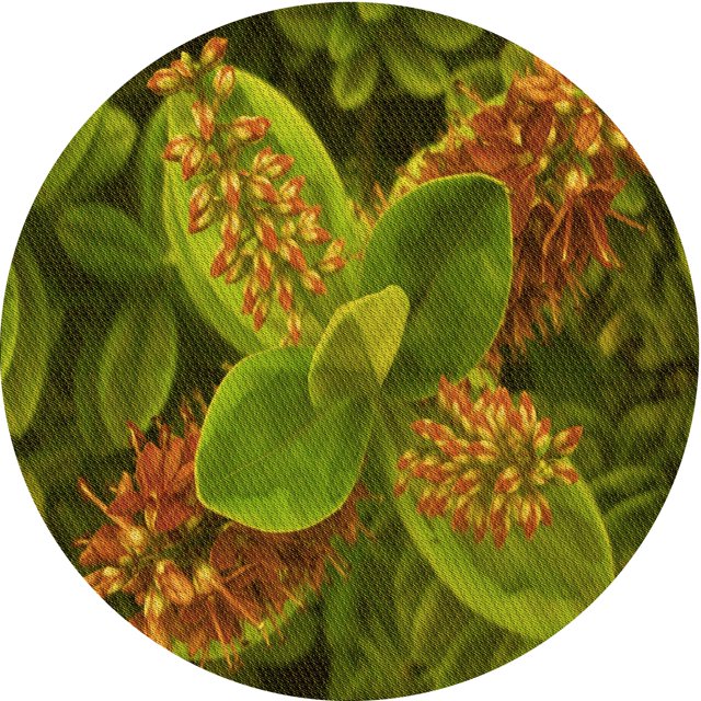 Ahgly Company Tapis d'Intérieur Lavables en Machine, Ronds, Transitionnels, Vert-Jaune Foncé, Ronds de 8 Pi