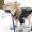 A, variant on TIELUTT Stylish Winter Dog Coat: Collar Leather Jacket for Pet Clothes for Large Dogs Female Pet Clothes Hangers for Small Dogs Pet Clothes Hangers Pet Clothes for Cats Pet Clothes for Small Dogs Gir