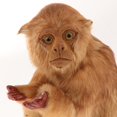 thumbnail image 4 of MesaSe Statue de Singe Figurine Assise Ornement Foncé, 4 of 8