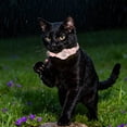 thumbnail image 5 of EGNMCR Cats Tracker GPS Collar For Cats Electronic Pet Locator Waterproof No Monthly Fee Advanced Tracking Solution Smart Collar For Pet Safety Compatible Cat Tracker GPS Collar, 5 of 5