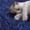 Navy Blue, variant on Yaheetech 57.5''H Cat Tree Tower w/ 2 Condos & Round Platforms & Ladder for Small Cats, Dark Gray
