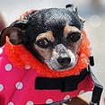 thumbnail image 3 of LSLJS Large Small Dog High Buoyancy Reflective Stripes Adjustable Life Jacket Swimsuit, Dog Birthday Party Supplies, Pet Clothes, 3 of 8