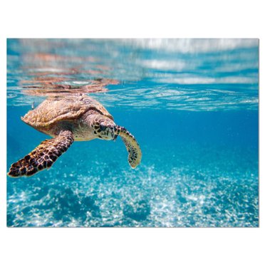 Design Art Large Hawksbill Sea Turtle Canvas Print