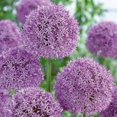 thumbnail image 1 of Bulbes à fleurs - Allium Gladiator (3 Bulbes), 1 of 1