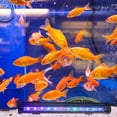 thumbnail image 4 of SHISUYAN LED Aquarium Light, Waterproof Light White with Blue, RGB Underwater Lamp Submersible LED Light for Tank, 4 of 6