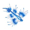 thumbnail image 3 of Realistic Sea Slug Animal Figures Model Animal Figurine Sea Animal Figurines for, 3 of 8