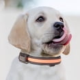 thumbnail image 1 of Dvkptbk Light Up Dog Collar, USB Rechargeable LED Pet Collars Waterproof Glowing Dog Collar for Small Medium Large Dogs Night Walking (Orange Medium), 1 of 2
