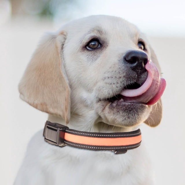Dvkptbk Light Up Dog Collar, USB Rechargeable LED Pet Collars Waterproof Glowing Dog Collar for Small Medium Large Dogs Night Walking (Orange Medium)