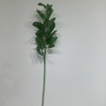thumbnail image 1 of PITTOSPORUM, 1 of 3