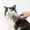 B, variant on Pet Grooming Brush for Dogs and Cats Efficiently Reduces Shedding Loose Hair with Soothing Massage Action