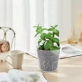 thumbnail image 4 of REK Transparent Nursery Flowerpot 5 Packs Transparent Flowerpot Suitable For Indoor And Outdoor Universal Flowerpot, 4 of 7