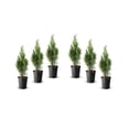 thumbnail image 1 of 6 cèdres pour haie, pot de 3,8 L (1 gal), 1 of 3