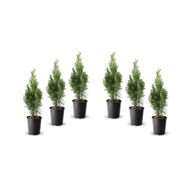 6 cèdres pour haie, pot de 3,8 L (1 gal)