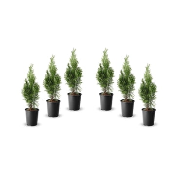 6 cèdres pour haie, pot de 3,8 L (1 gal)