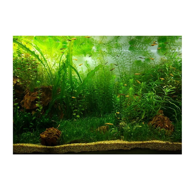 GROWTH TANK PVC Aquarium Fond Affiche, Réservoir Plantes Paysage Étanche 61x30cm