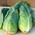 thumbnail image 1 of GSDWIUEW 150+ Lévrier Chou Vert Légumes Précoces, 1 of 8