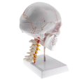 thumbnail image 3 of 1:1 Human Head Skull Model W/Cervical Vertebra, 3 of 8