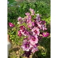 thumbnail image 3 of GSDWIUEW Butterfly Ranunculus Bulbs Buttercup Bare Roots for Planting Canada, Perennial Flower Ranunculus asiaticus, Double Ranunculus Bare Roots for Cut Flowers Garden Indoor Outdoor (30, Thiva), 3 of 6