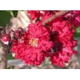 thumbnail image 2 of 35 Graines de Myrte Crêpe Rouge Lagerstroemia Indica Arbuste Buisson en Floraison Petit Arbre, 2 of 5