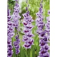 thumbnail image 1 of TASC Flower Bulbs- Gladiolus Large Flowering Passos, 1 of 2