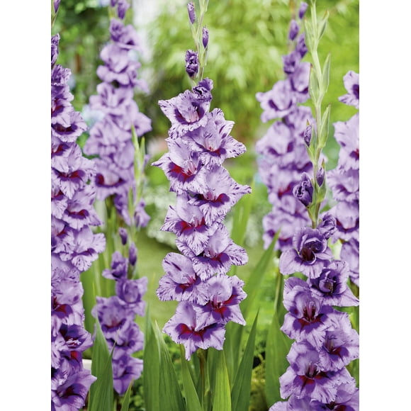TASC Flower Bulbs- Gladiolus Large Flowering Passos