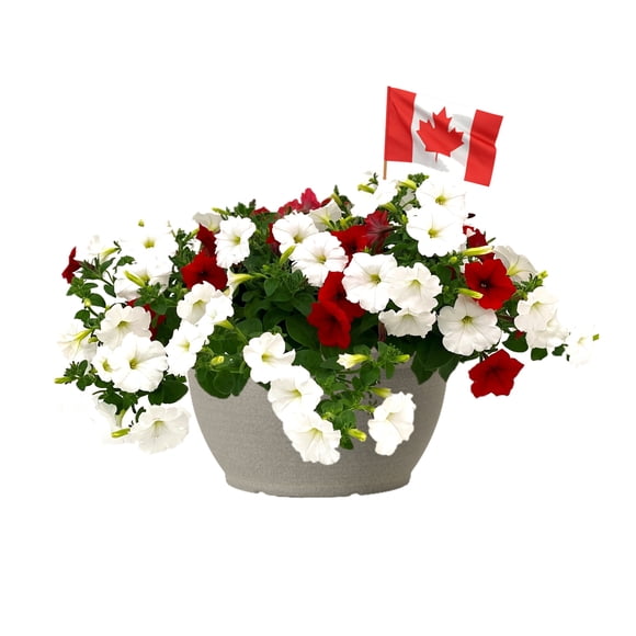 Annuelles À Fleurs En Bol #10 Expert Gardener Pour La Fête Du Canada