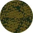 thumbnail image 1 of Ahgly Tapis Rond Lavable en Machine Intérieur Transitionnel Vert Olive, 4 Pieds Rond, 1 of 7