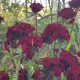 thumbnail image 1 of GSDWIUEW Sweet William Seeds-Dianthus Barbatus-Reseeds-25 Seeds, 1 of 1