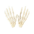 thumbnail image 4 of Pair Of Plastic Skeleton Hands Halloween Decoration Prop For Cosplay Party Prank 6 X 4 Inches Style C white, 4 of 9