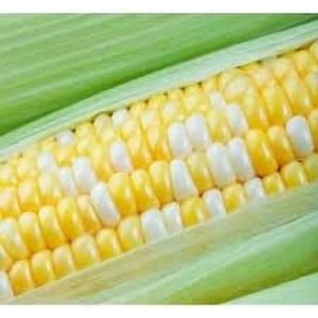 GSDWIUEW Honey & Cream Bi-Color Sweet Corn Seeds-Hybrid-All Seeds-High Germination Rate
