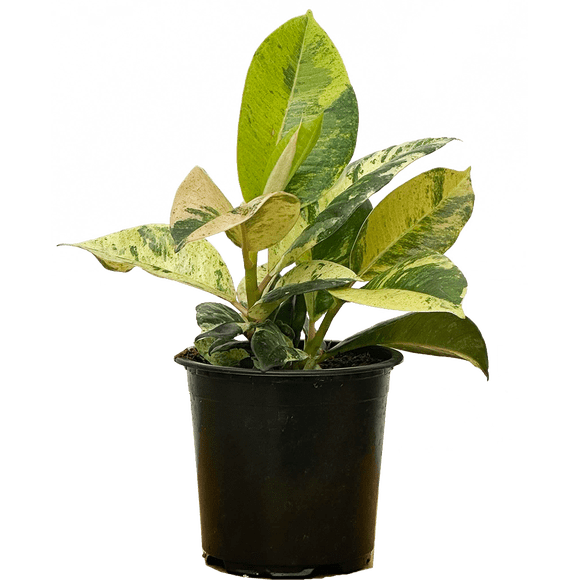 Ficus Shivereana Moonshine | Rubber Tree (S) Live Plants in 4" growers pot
