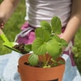 thumbnail image 1 of JMYHOAM Potato Planting Non-woven Fabric Bag Cultivation Pot Vegetable Growing Home Gardening tools, 1 of 3