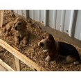 thumbnail image 2 of Michael Carr Designs Puppy Love Collection Ears Basset Hound Figurine, 2 of 2