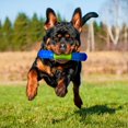 thumbnail image 4 of Nerf Dog TPR EXO Squeak Stick Dog Chew Toy 6in, 4 of 4