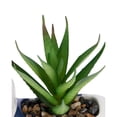 thumbnail image 3 of Anko Dachshund Mini Succulent, 3 of 4