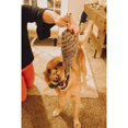 thumbnail image 5 of Outback Jack Krinkles Eco-Friendly Natural Pheasant Rope Dog Toy, 5 of 5