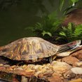 thumbnail image 4 of Lisbinx Large Acrylic Turtle Basking Platforms | Suspension Mount Terrarium Accessory | Non-Slip Ramp for Reptiles & Amphibians | Sunbathing Dock for Aquarium | 360° Panoramic View | Durable Material, 4 of 7