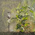 thumbnail image 3 of Hummingbird Lawn Rain Gauge Glass Floating Meter for Outdoor Garden Landscapes, 3 of 10