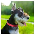 thumbnail image 3 of Reflective Dog Collar Soft Neoprene Padded Breathable Nylon Pet Collar Adjustable for Small Medium Large Extra Large Dogs, 3 of 8