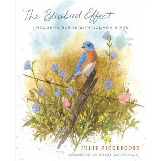 L'effet Oiseau Bleu par Zickefoose, Julie