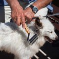 thumbnail image 4 of HHBEAUTY Pet Dematting Comb for Dogs and Cats with Wood Handle, Deshedding Undercoat Rake for Dogs with Stainless Steel Blades, Dog Comb for Detangling Thinning and Shedding, All Hair Types, 4 of 6