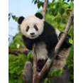 thumbnail image 1 of Peinture par Numéros Panda, 1 of 7