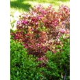 thumbnail image 3 of Ensemble de arbuste 6 contenants de 1 gallon  weigela Victoria, 3 of 6