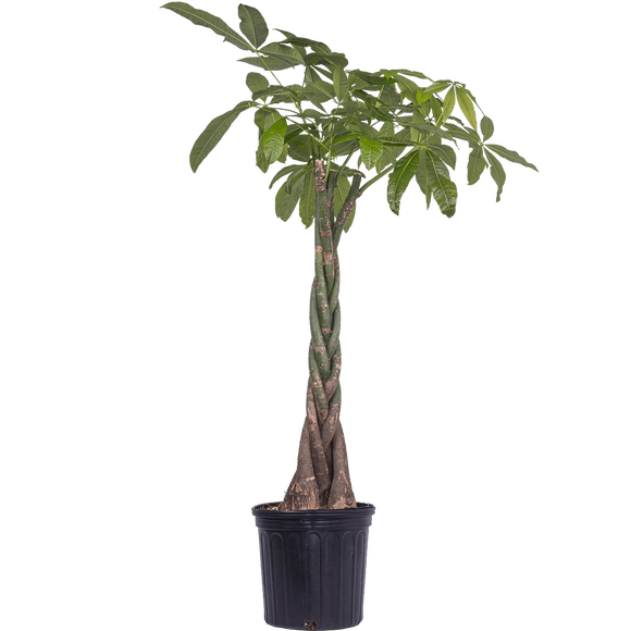 Pachira Aquatica | Money Tree (XL) Live Plants in 10" growers pot