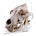 thumbnail image 2 of Resin Skull Decor Realistic Skeleton Head Coyote Decorative Sculptures Gothic Style Anatomical Teaching Prop for Party Halloween, 2 of 6