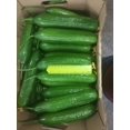 thumbnail image 3 of GSDWIUEW Graines de Concombre Emelya – Autopollinisation, Légume pour la Plantation, 3 of 6