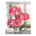 thumbnail image 1 of Amaryllis Neon (1 Bulb), 1 of 2