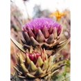 thumbnail image 2 of 50 PURPLE ROMAGNA ARTICHOKE Italian Cynara Scolymus Flower Vegetable Seeds, 2 of 10
