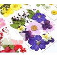 thumbnail image 4 of Natural Real Dried Flower Plants For Candle Epoxy Resin Jewelry Making Craft DIY, 4 of 7